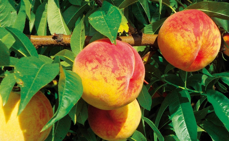 , Copyright: Heidenbauer Pfirsich